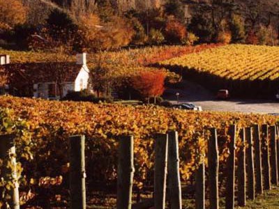 wine tours in queenstown new zealand