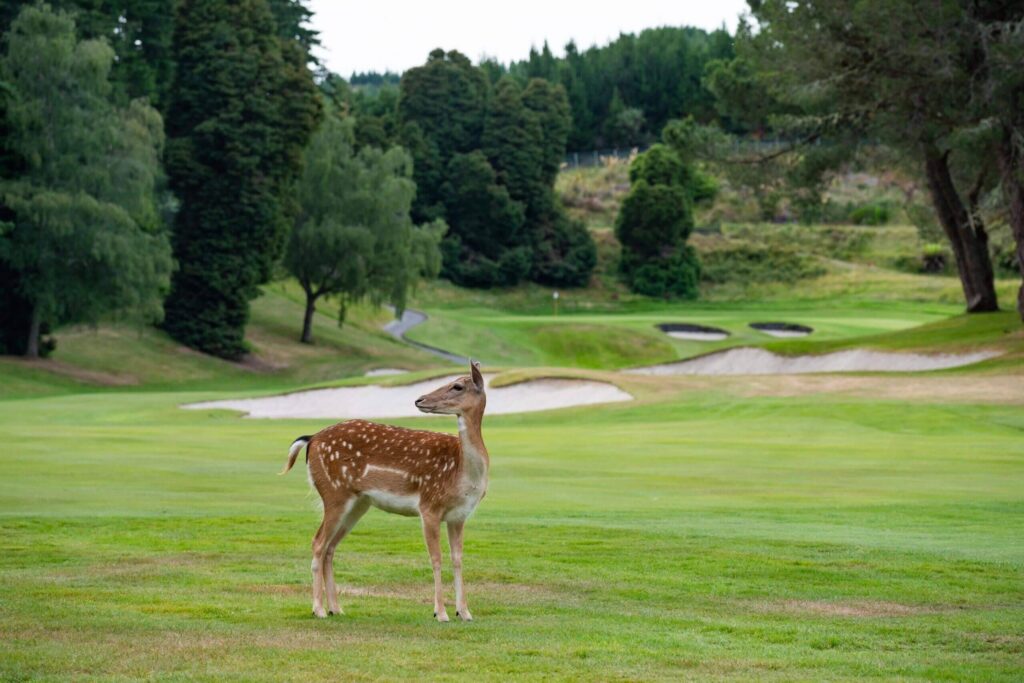 Wairakai Golf Course New Zealand Accommodation
