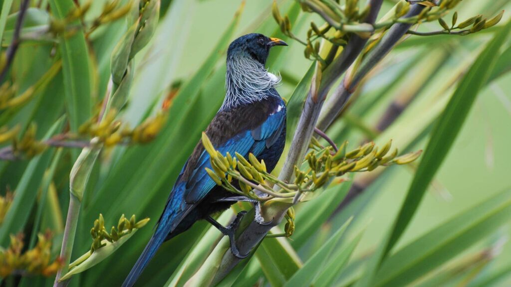 Wairakei Golf Course Taupo New Zealand