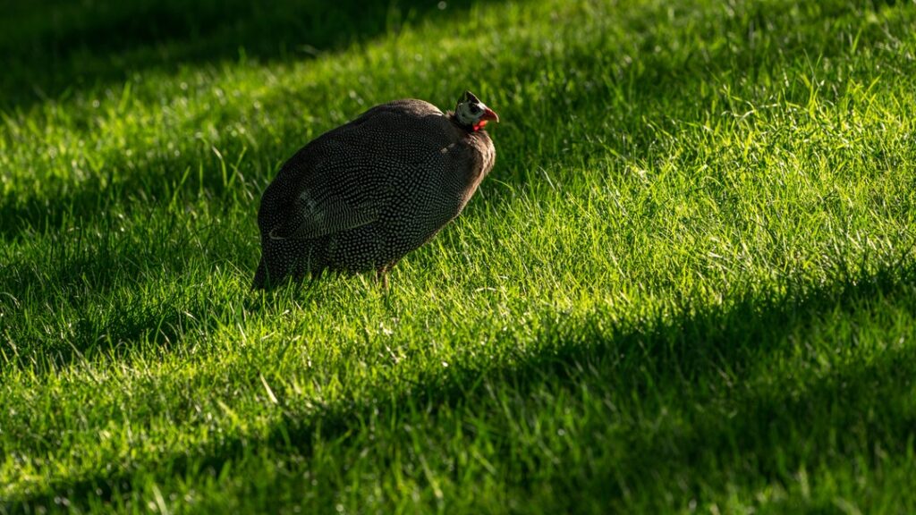 Wairakei Golf Course New Zealand Accommodation