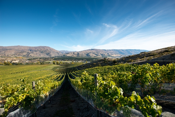 Wine Tours Queenstown